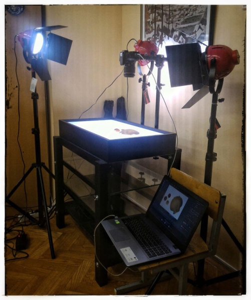 Мультстудия "Студио"