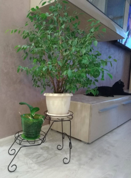 Подцветочница Мелодия